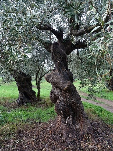 Sehr alte Olivenbäume.